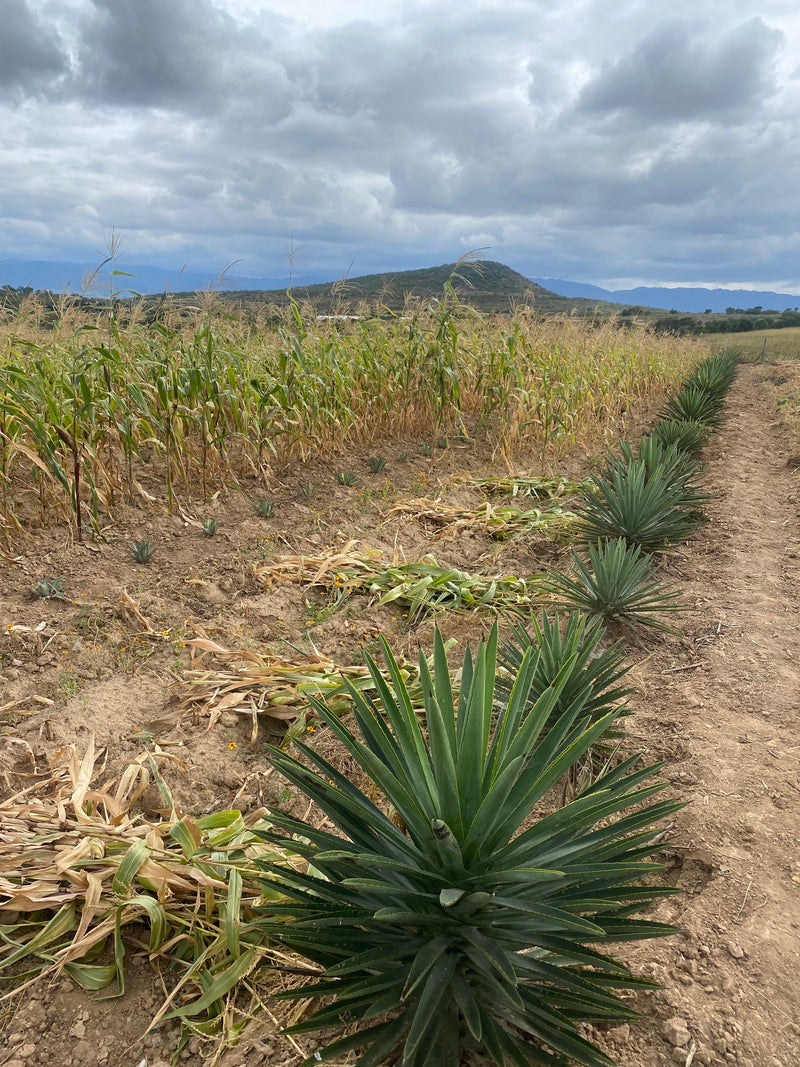 A field of agave for mezcal production in Mexcio