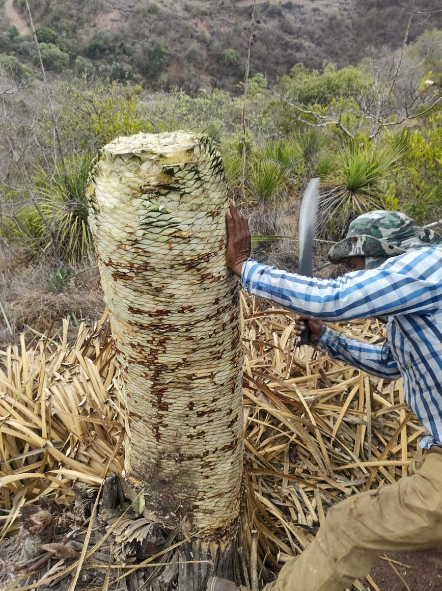 Cucharilla - Albarradas
