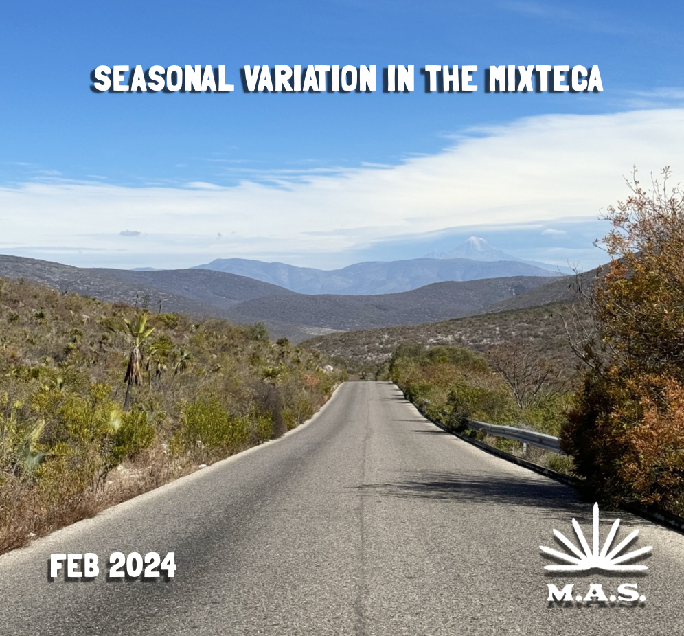 A long road in  Mexico with agave and hills either side this was a poster for the Mezcal Appreciation Society